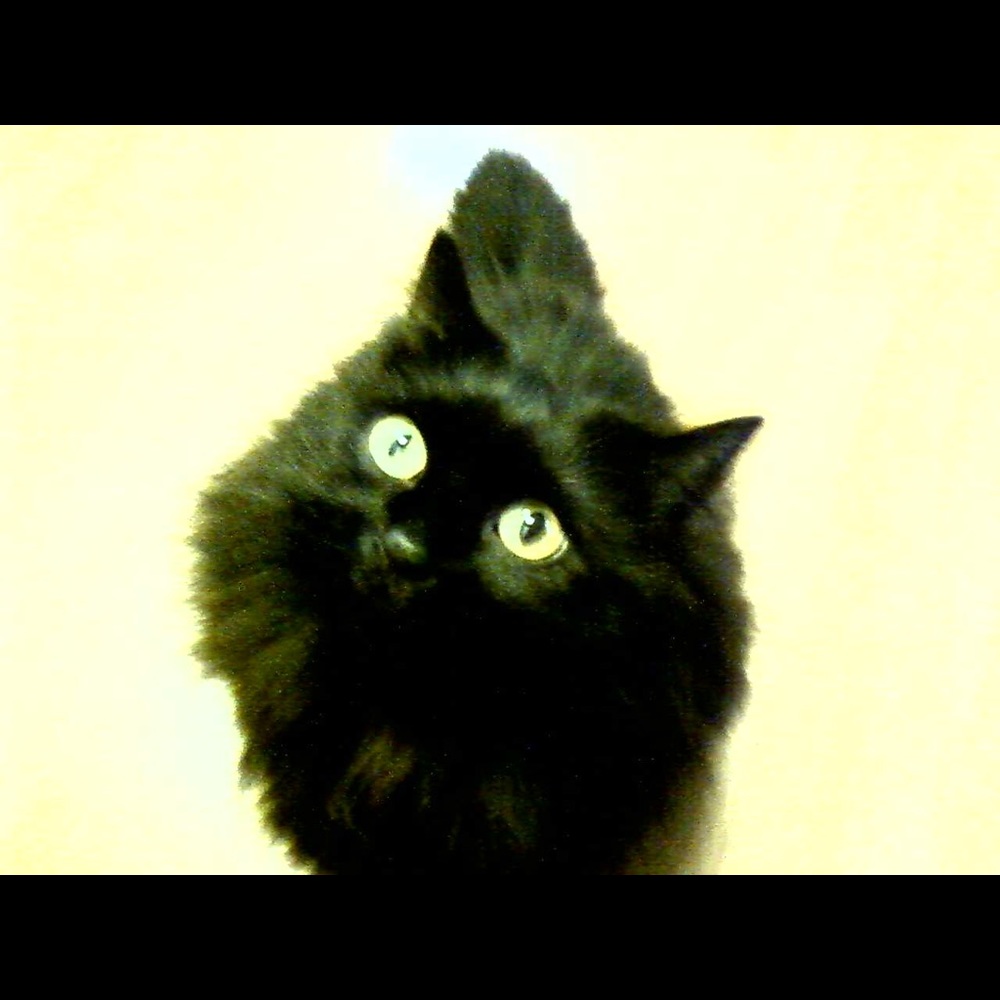 Meet your Posher, Lisa